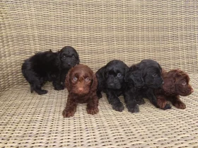 Cockapoo