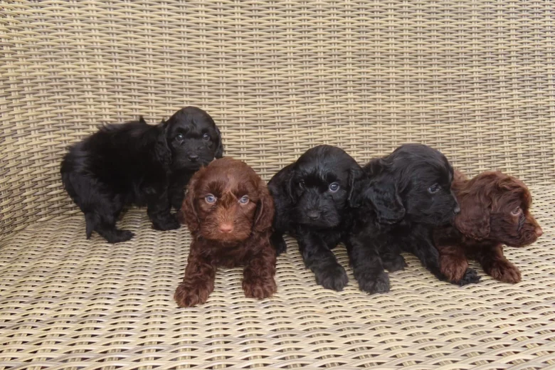 Cockapoo