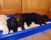 Cockapoo