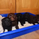 Cockapoo
