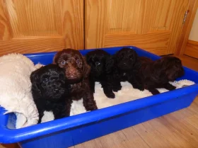 Cockapoo