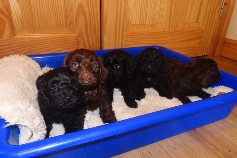 Cockapoo