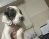 Cockapoo