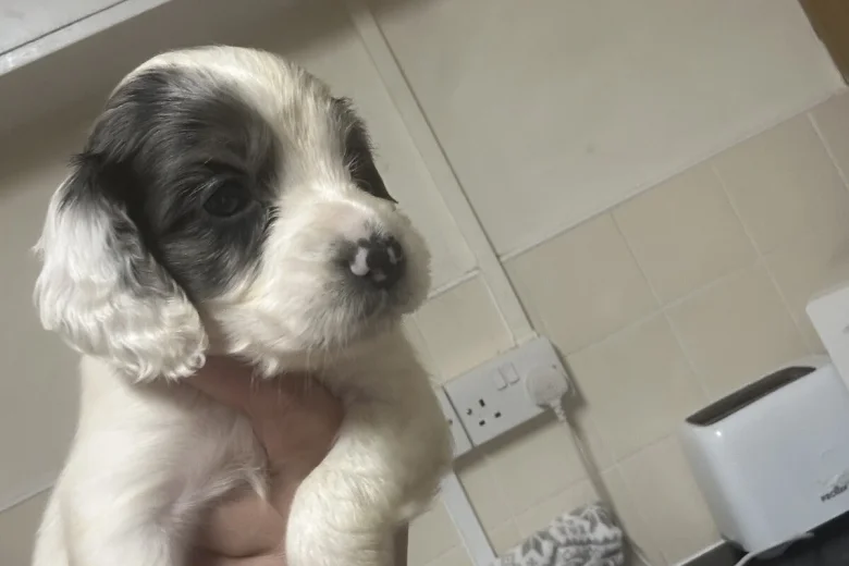 Cockapoo