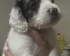 Cockapoo