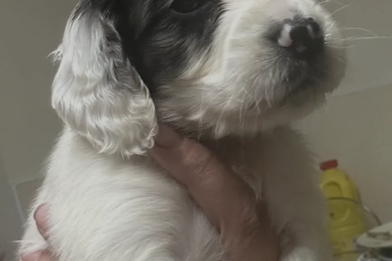 Cockapoo