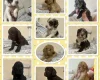 Cockapoo