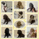 Cockapoo