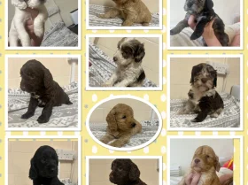 Cockapoo