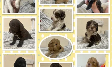 Cockapoo