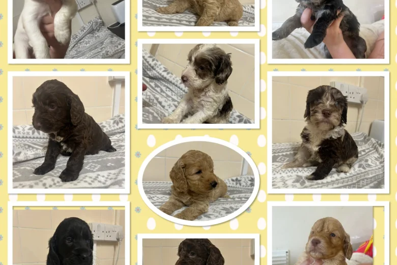 Cockapoo