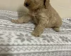 Cockapoo
