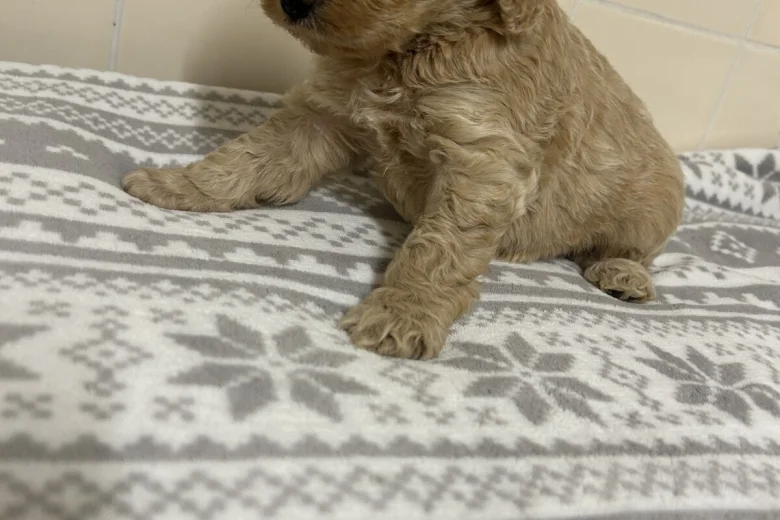 Cockapoo