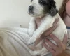 Cockapoo