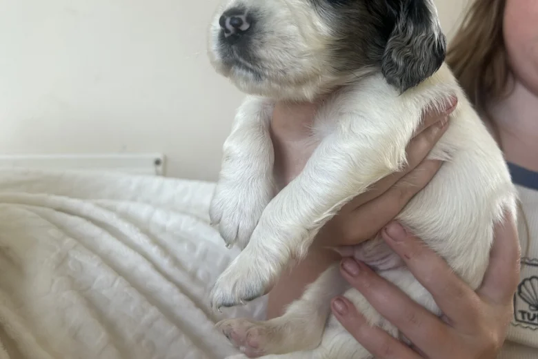 Cockapoo