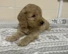 Cockapoo