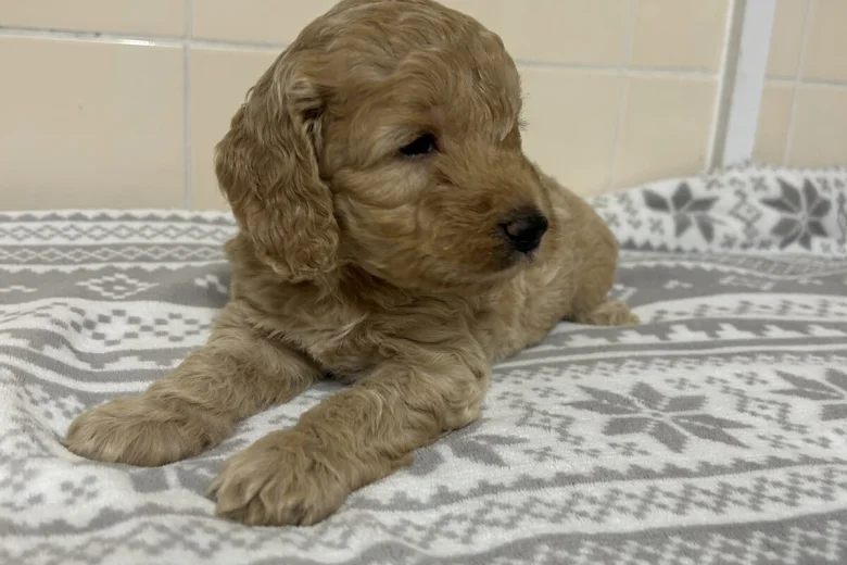 Cockapoo