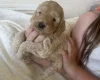 Cockapoo