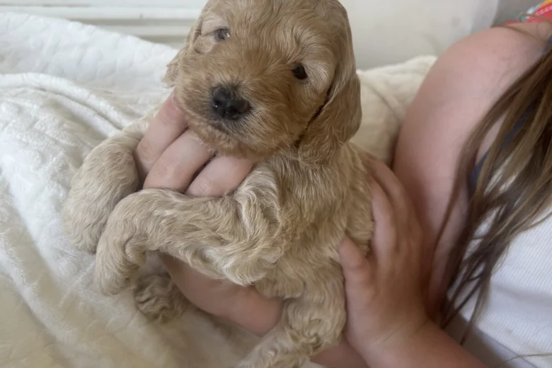 Cockapoo