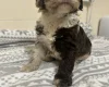 Cockapoo