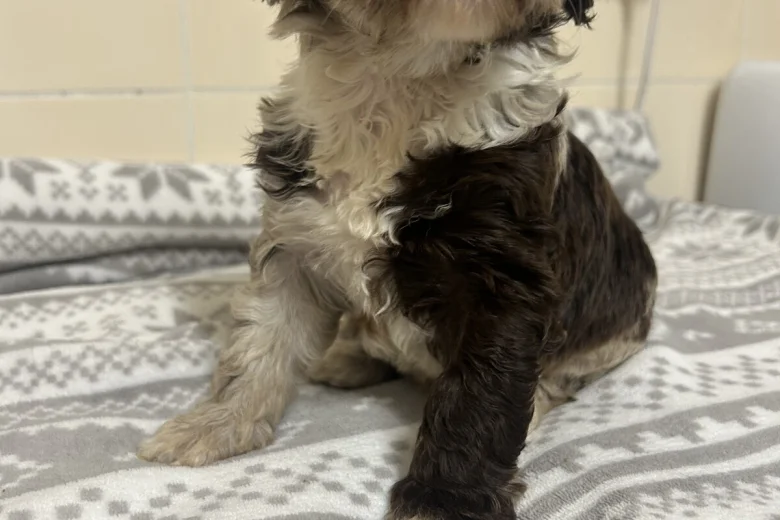 Cockapoo