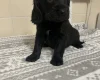 Cockapoo