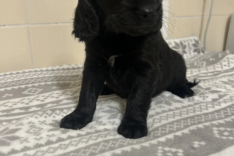 Cockapoo