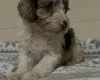 Cockapoo