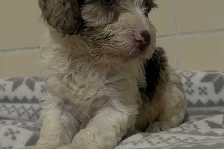 Cockapoo