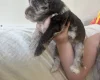 Cockapoo