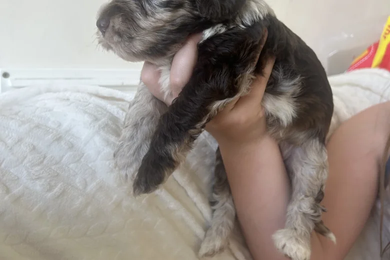 Cockapoo