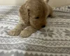 Cockapoo