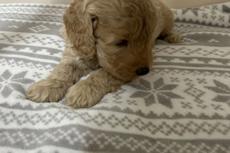Cockapoo