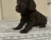 Cockapoo