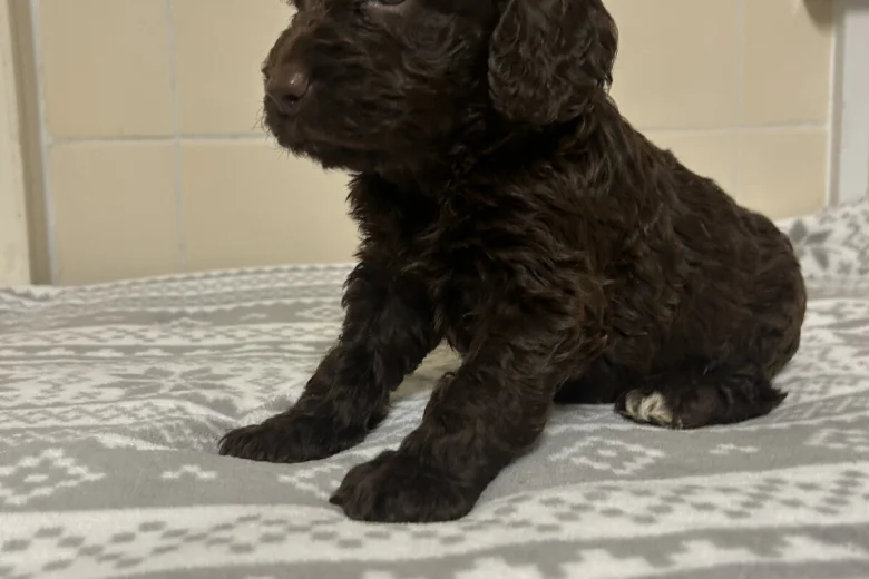 Cockapoo