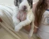 Cockapoo