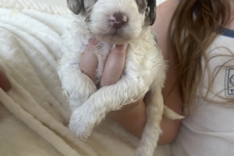 Cockapoo