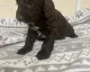 Cockapoo