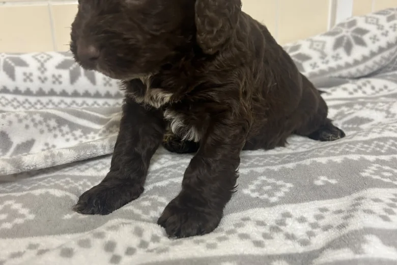 Cockapoo