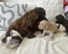 Cockapoo