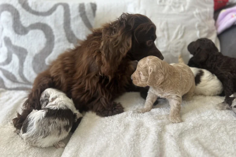 Cockapoo