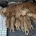 Cocker Spaniel (Working)