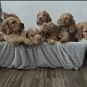 Cocker Spaniel (Working)