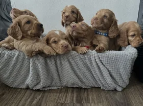 Cocker Spaniel (Working)