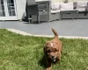Cockapoo