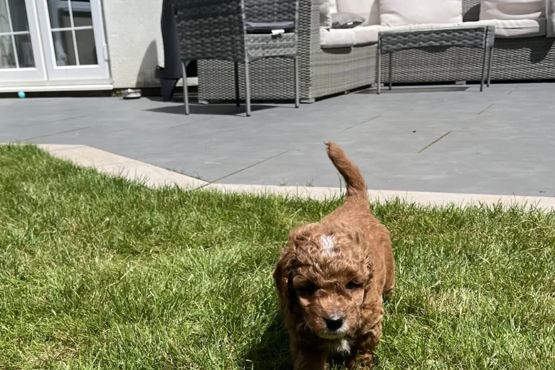 Cockapoo