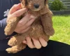 Cockapoo