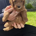 Cockapoo