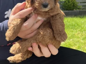 Cockapoo