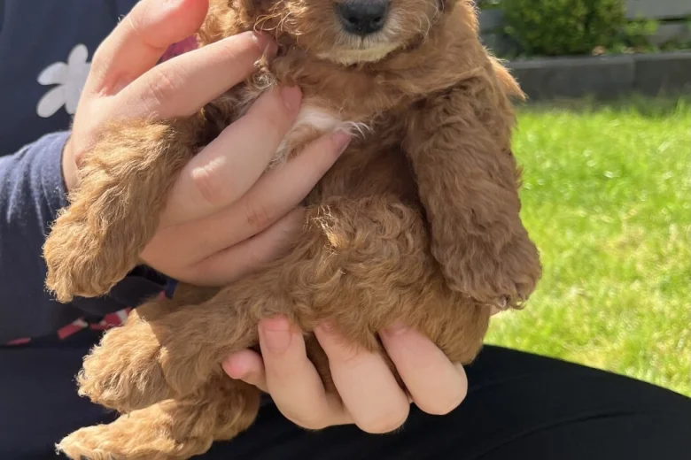Cockapoo